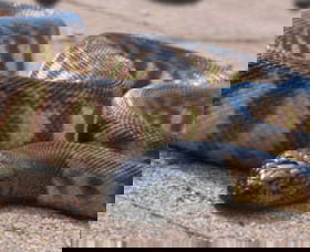 Canberra Reptile Zoo - Tourism Adelaide 1