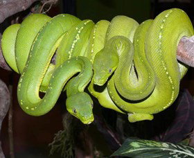 Canberra Reptile Zoo - Tourism Adelaide 2