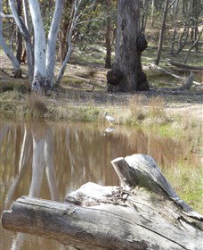 Mulligans Flat - Tourism Adelaide 0