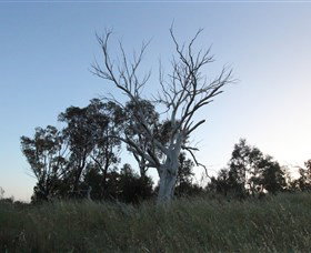 Cooleman Ridge - Tourism Adelaide 1