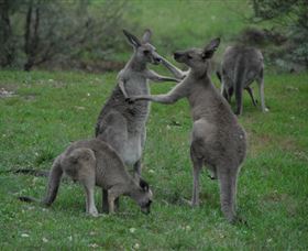 Sydney Private Guided Tours - Tourism Adelaide 3
