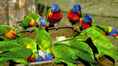Canberra Walk In Aviary - Tourism Adelaide 4