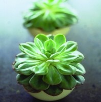 Crossroads Homemaker Centre - Tourism Adelaide 1