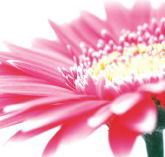 Burwood Plaza - Tourism Adelaide