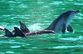 Sydney Weekend Adventures - Tourism Adelaide 1