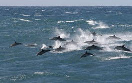 Salamander Bay NSW Tourism Adelaide