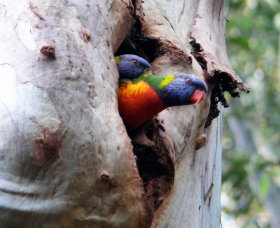 West Pennant Hills NSW Tourism Adelaide
