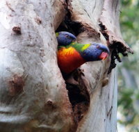 Cumberland State Forest - Tourism Adelaide