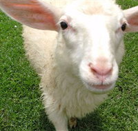 Golden Ridge Animal Farm - Tourism Adelaide