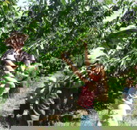 Forest Range Cherries - Tourism Adelaide