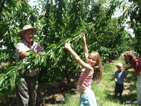 Forest Range Cherries - Tourism Adelaide 0