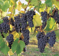 Hills Short Wine and Food Trail - Tourism Adelaide