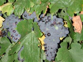 Grancari - Tourism Adelaide 2