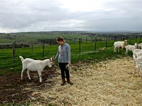Kangarilla Creamery - Tourism Adelaide 2