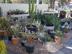 Cactus Creations - Tourism Adelaide 1