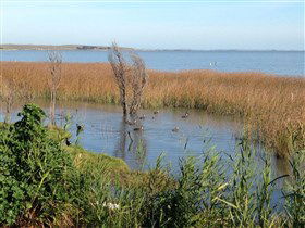 Meningie's Pelican Path - Yunti Ngopun Ngami - Tourism Adelaide 3