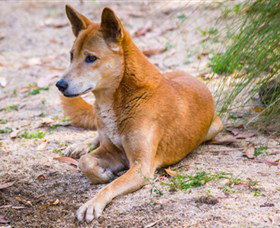 Territory Wildlife Park - Tourism Adelaide 2