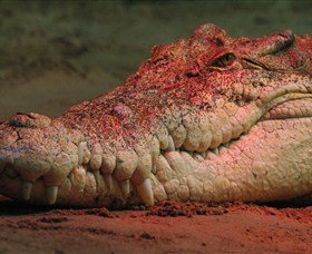 Territory Wildlife Park - Tourism Adelaide 3