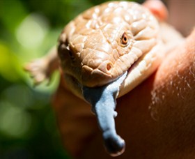 Territory Wildlife Park - Tourism Adelaide 5