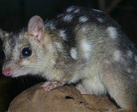 Territory Wildlife Park - Tourism Adelaide 6