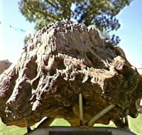Fossilised Tree - Tourism Adelaide