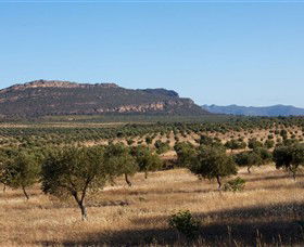 Grampians Olive Co. (Toscana Olives) - Tourism Adelaide 1