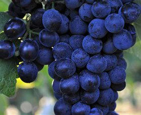 De Bortoli Wines Bilbul - Tourism Adelaide 0