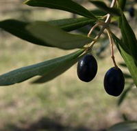 Red Rock Olives - Tourism Adelaide