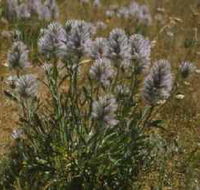 Terrick Terrick National Park - Tourism Adelaide