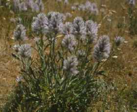 Terrick Terrick National Park - Tourism Adelaide 0