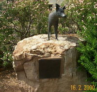 Dingo Statue - Tourism Adelaide