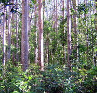 Cathu State Forest - Tourism Adelaide