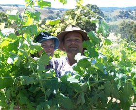 Wimmera Hills Winery - Tourism Adelaide 0