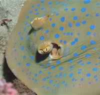 Jorgey's Patch Dive Site - Tourism Adelaide