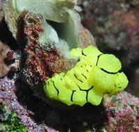 The Oasis Dive Site - Tourism Adelaide