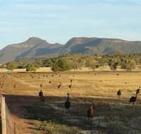 Emu Logic - Tourism Adelaide