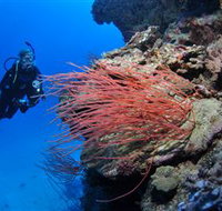 Three Sisters Dive Site - Tourism Adelaide