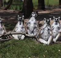 Savannah Visitor Plaza Taronga Western Plains Zoo Dubbo - Tourism Adelaide