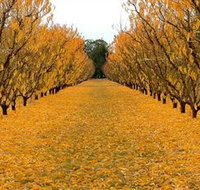 Sun Country on the Murray Farm Gate Trail - Tourism Adelaide