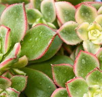 Billabong Garden Complex  Cafe - Tourism Adelaide