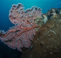 Luncheon Bay Dive Site - Tourism Adelaide