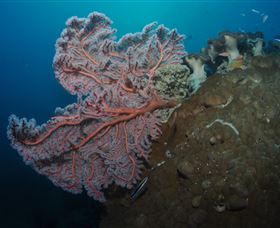 Luncheon Bay Dive Site - Tourism Adelaide 0