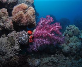 Luncheon Bay Dive Site - Tourism Adelaide 3