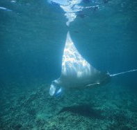 Manta Ray Bay Dive Site - Tourism Adelaide