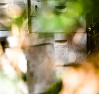 Bees on Keswick Island - Tourism Adelaide