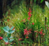 Enfield State Park - Tourism Adelaide