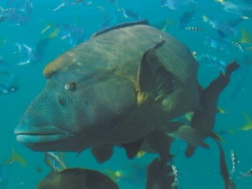 Fairey Reef - Tourism Adelaide 1