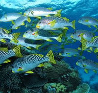 Challenger Bay Dive Site - Tourism Adelaide
