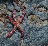 Clam Gardens Dive Site - Tourism Adelaide