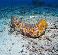 Two Towers Dive Site - Tourism Adelaide